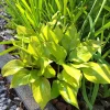 Hosta Luna Tick Live Plant – 5.25" Pot – Perennial Shade Plant - Image 1