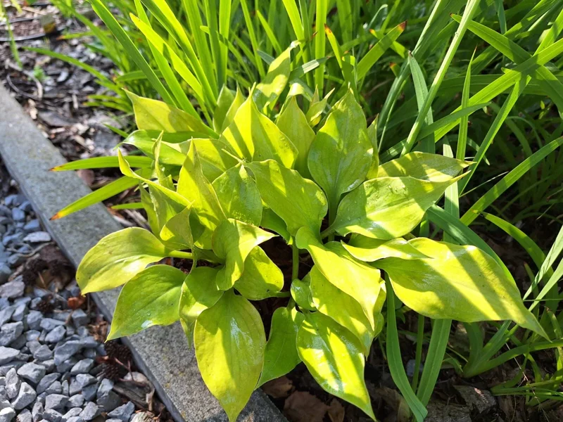Hosta Luna Tick Live Plant – 5.25" Pot – Perennial Shade Plant - Image 1