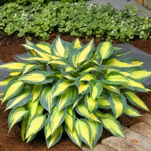Hosta Magic Island Live Plant – Perennial Shade Plant – 5.25" Pot – Outdoor - Image 1