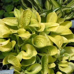 Hosta Maui Buttercups Live Plant – Well Rooted Perennial – 5.25