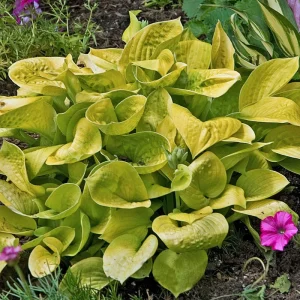 Hosta Maui Buttercups Live Plant – Well Rooted Perennial – 5.25