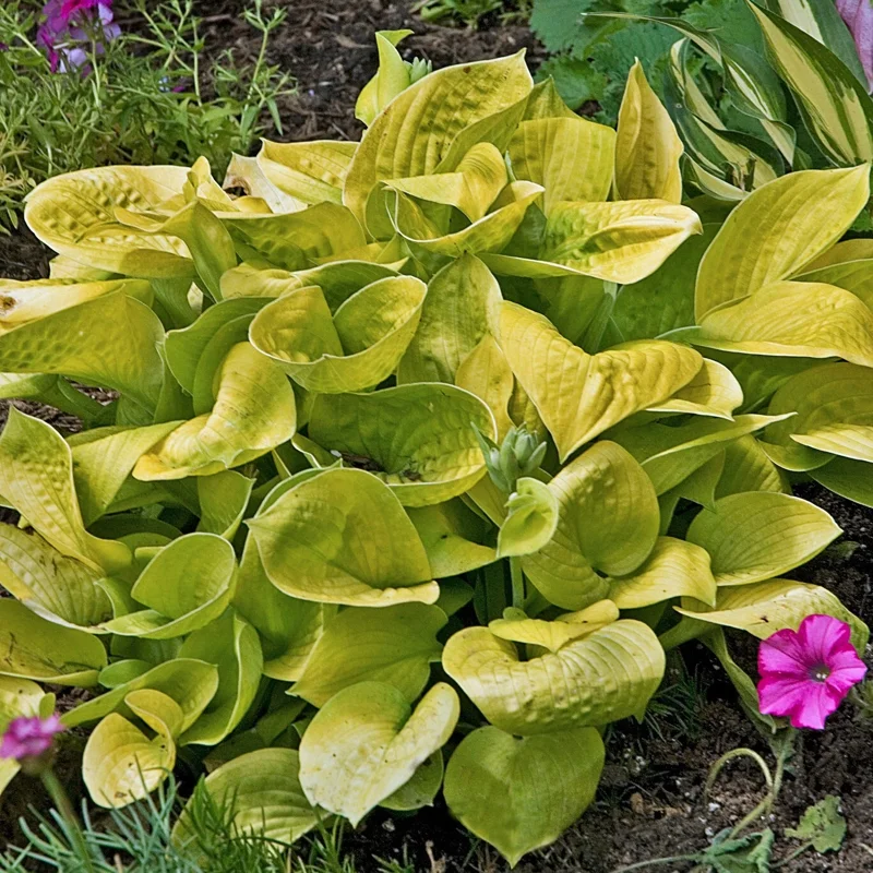 Hosta Maui Buttercups Live Plant – Well Rooted Perennial – 5.25" Pot – Shade Tolerant - Image 1