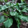 Hosta Mercy Me Live Plant – Perennial Shade Plant – Shiny Wavy Leaves - Image 1
