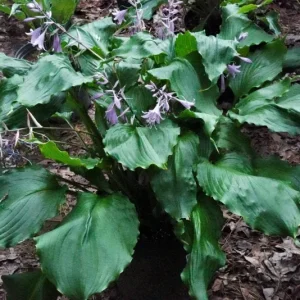 Hosta Mercy Me Live Plant – Perennial Shade Plant – Shiny Wavy Leaves - Image 1