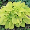 Hosta Minnesota Moon Live Plant – 5.25 inch Pot – Well Rooted Perennial Shade Plant - Image 1