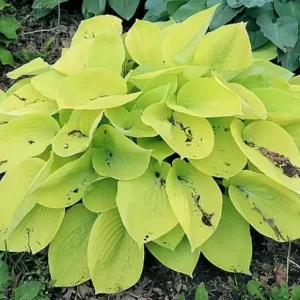 Hosta Minnesota Moon Live Plant – 5.25 inch Pot – Well Rooted Perennial Shade Plant - Image 1