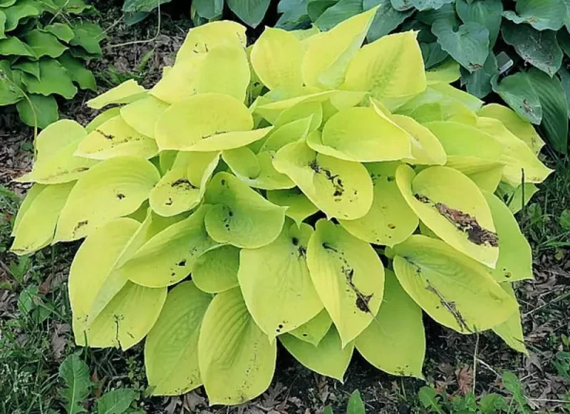 Hosta Minnesota Moon Live Plant – 5.25 inch Pot – Well Rooted Perennial Shade Plant - Image 1