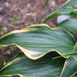 Hosta Minstrel Magic Live Plant – 5.25
