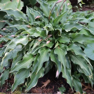 Hosta Minstrel Magic Live Plant – 5.25