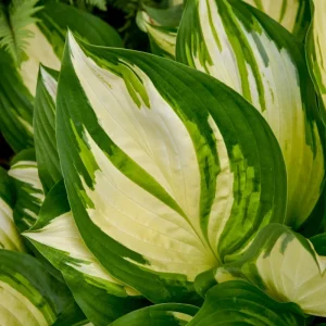 Hosta 'Miss America' Live Plant – 5.25