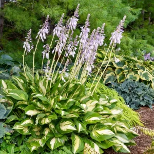 Hosta 'Miss America' Live Plant – 5.25
