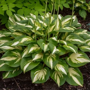 Hosta 'Miss America' Live Plant – 5.25
