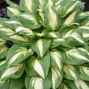 Hosta 'Miss America' Live Plant – 5.25