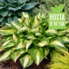 Hosta 'Miss America' Live Plant – 5.25" Pot – Perennial Shade Plant - Image 1