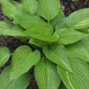 Hosta Mr. Mister Live Plant – Perennial Shade Plant – 5.25