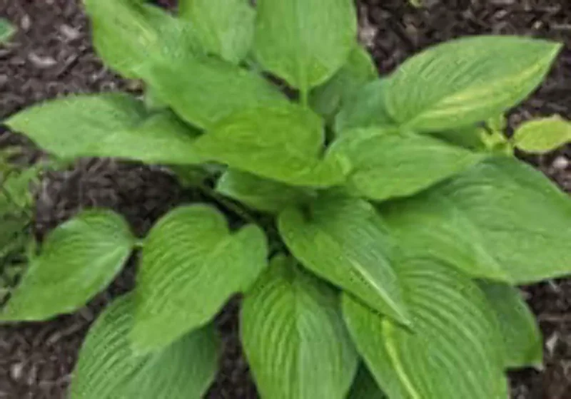 Hosta Mr. Mister Live Plant – Perennial Shade Plant – 5.25" Pot - Image 2