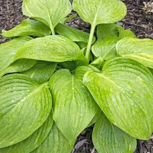 Hosta Mr. Mister Live Plant – Perennial Shade Plant – 5.25