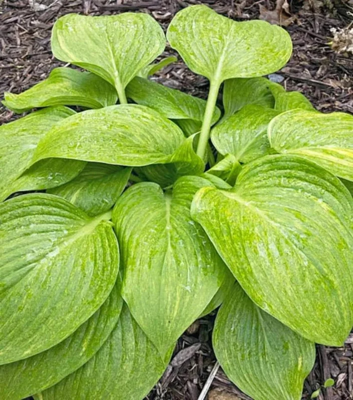 Hosta Mr. Mister Live Plant – Perennial Shade Plant – 5.25" Pot - Image 3