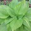 Hosta Mr. Mister Live Plant – Perennial Shade Plant – 5.25" Pot - Image 1