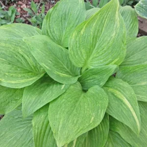 Hosta Mr. Mister Live Plant – Perennial Shade Plant – 5.25