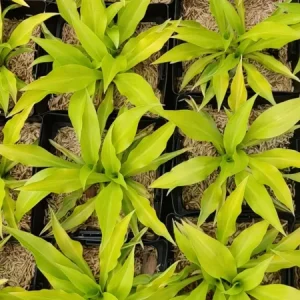 Hosta Munchkin Fire Live Plant - 5.25