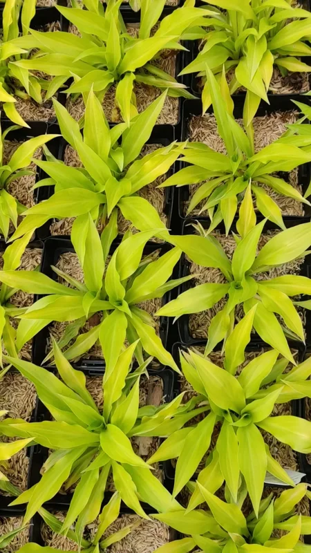 Hosta Munchkin Fire Live Plant - 5.25" Pot, Well Rooted, Miniature Perennial for Shade - Image 2