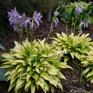 Hosta Munchkin Fire Live Plant - 5.25
