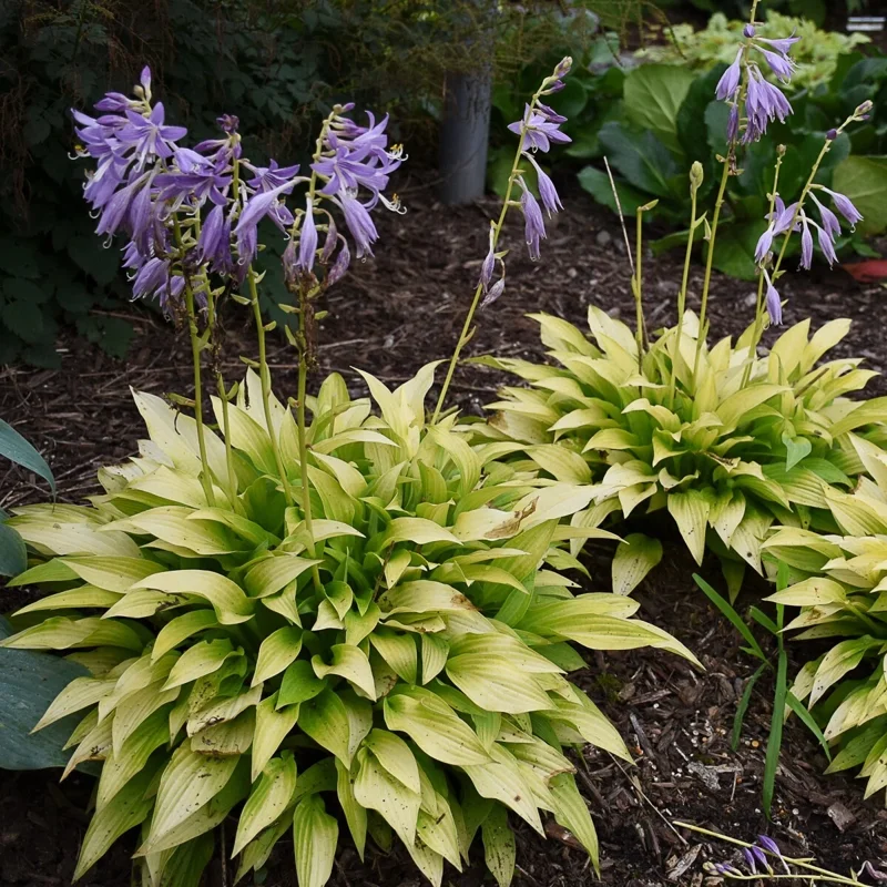 Hosta Munchkin Fire Live Plant - 5.25" Pot, Well Rooted, Miniature Perennial for Shade - Image 3