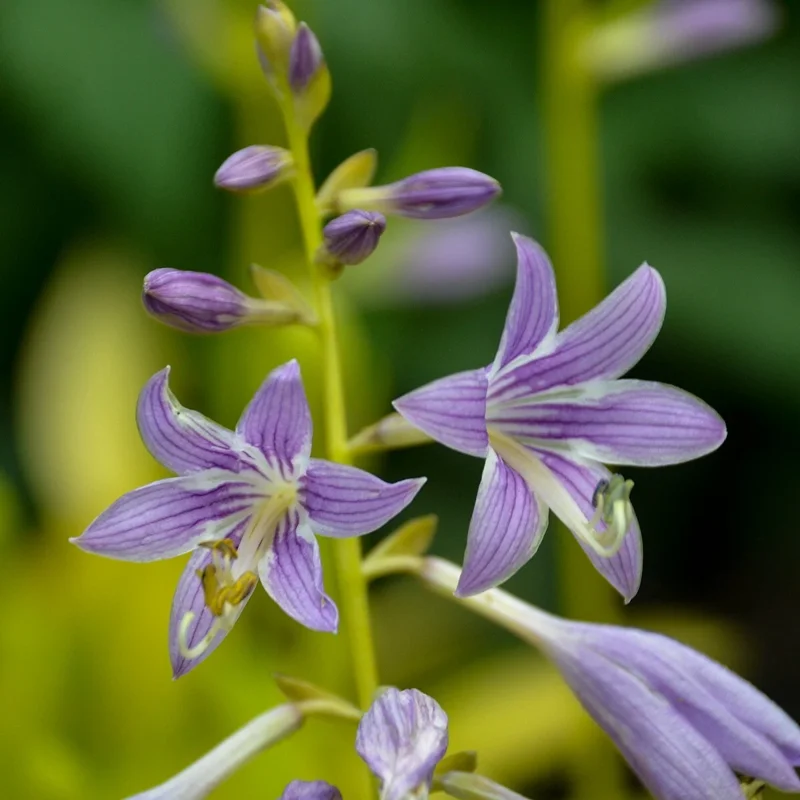 Hosta Munchkin Fire Live Plant - 5.25" Pot, Well Rooted, Miniature Perennial for Shade - Image 4