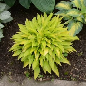 Hosta Munchkin Fire Live Plant - 5.25