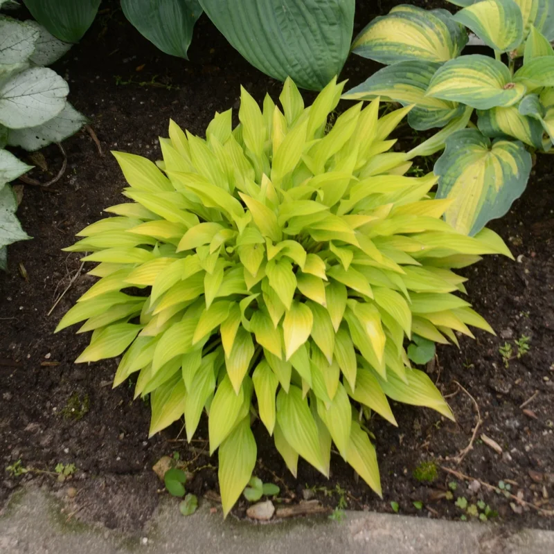 Hosta Munchkin Fire Live Plant - 5.25" Pot, Well Rooted, Miniature Perennial for Shade - Image 5