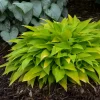 Hosta Munchkin Fire Live Plant - 5.25" Pot, Well Rooted, Miniature Perennial for Shade - Image 1