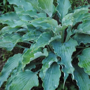 Hosta Neptune Live Plant – 5.25