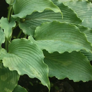 Hosta Neptune Live Plant – 5.25