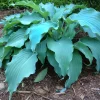 Hosta Neptune Live Plant – 5.25" Pot Perennial – Shade Perennial - Image 1