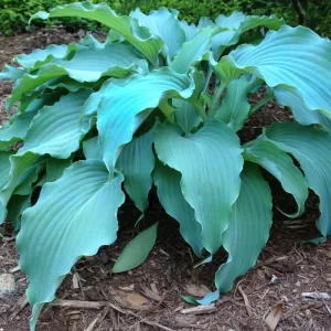Hosta Neptune Live Plant – 5.25