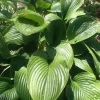 Hosta nigrescens Live Plant – 5.25" Pot Perennial Shade Plant - Image 1