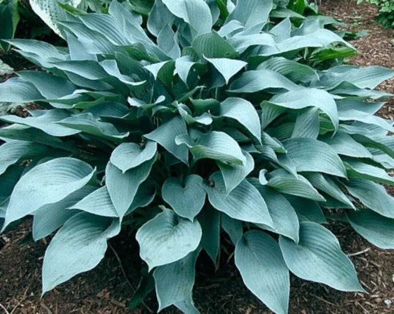 Hosta October Sky Live Plant – 5.25 inch Pot, Well Rooted Perennial Shade Plant - Image 1