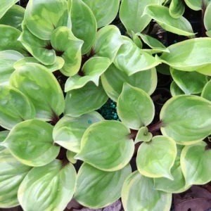 Hosta 'One Trip Salad Bar' Live Plant – 5.25" Pot – Well-Rooted Perennial Shade Plant - Image 1