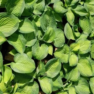 Hosta Paradigm Live Plant - 5.25