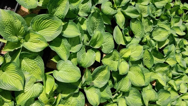 Hosta Paradigm Live Plant - 5.25" Pot, Perennial Shade Variety - Image 2