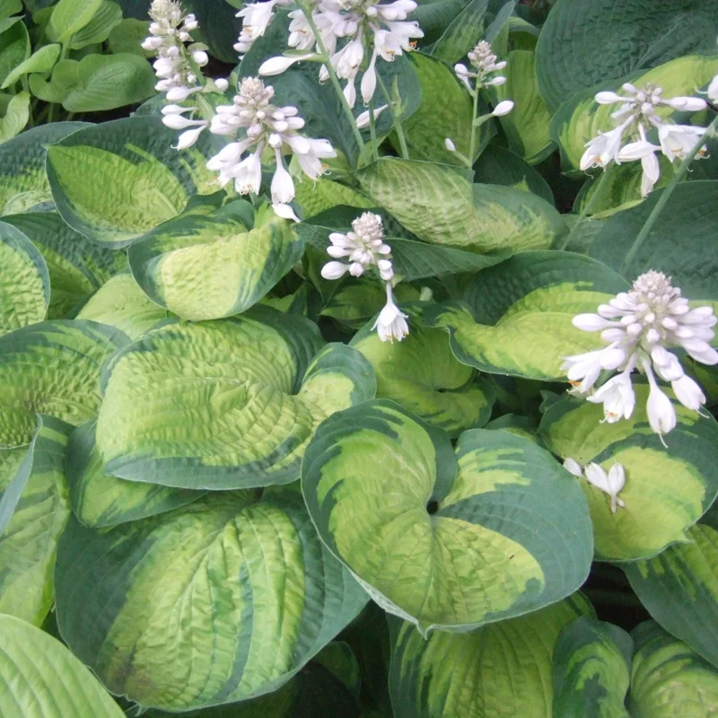 Hosta Paradigm Live Plant - 5.25" Pot, Perennial Shade Variety - Image 3