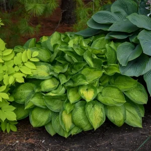 Hosta Paradigm Live Plant - 5.25