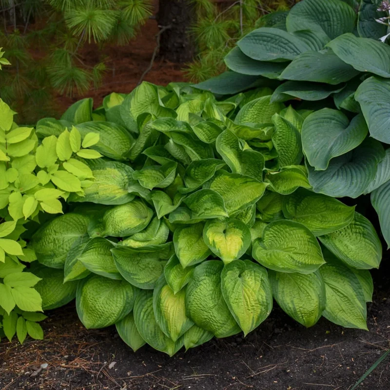 Hosta Paradigm Live Plant - 5.25" Pot, Perennial Shade Variety - Image 4