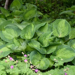 Hosta Paradigm Live Plant - 5.25