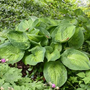 Hosta Paradigm Live Plant - 5.25