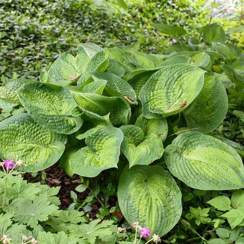 Hosta Paradigm Live Plant - 5.25" Pot, Perennial Shade Variety - Image 1