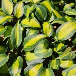 Hosta Party Popper Live Plant - 5.25