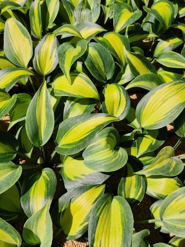 Hosta Party Popper Live Plant - 5.25" Pot, Colorful Perennial, Shade - Image 2