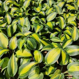 Hosta Party Popper Live Plant - 5.25